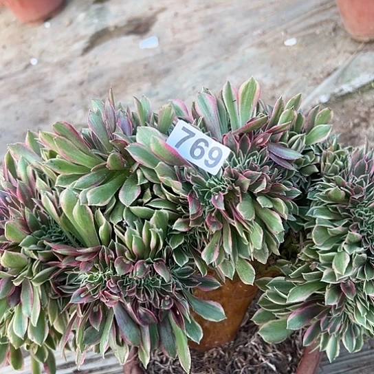 ঞ***೨多肉植物一个女神769