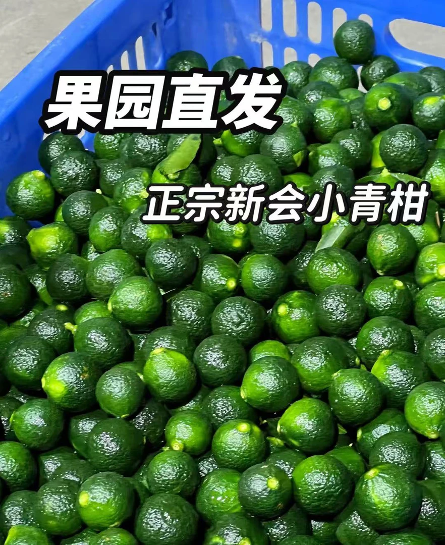 （新会小青柑鲜果）新鲜采摘  现摘现卖