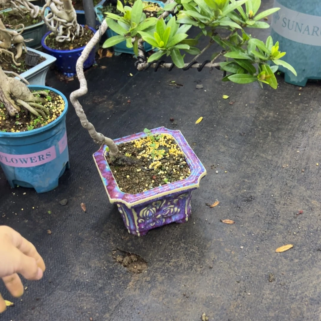 用***4无花朵龙船花盆景老桩