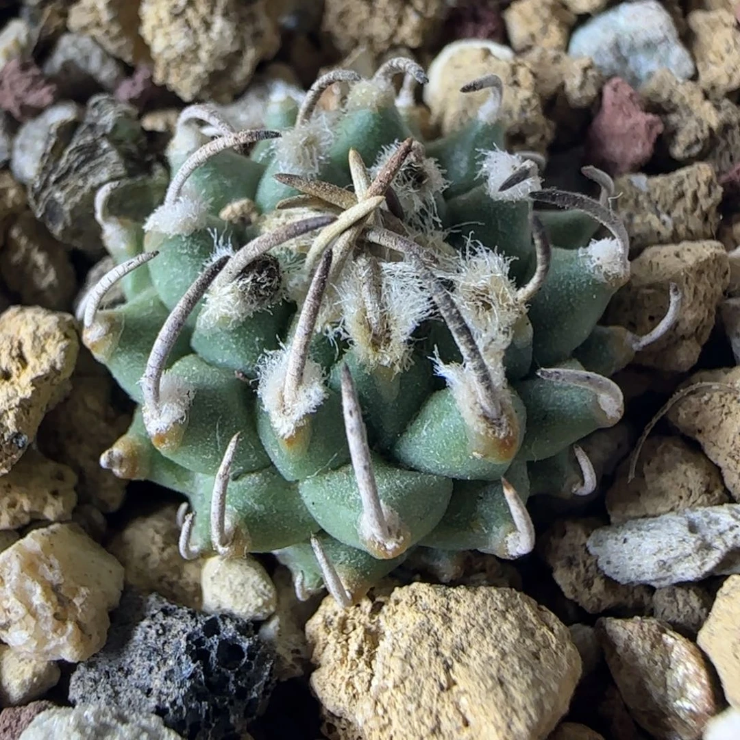 016实生安德森多肉2厘米