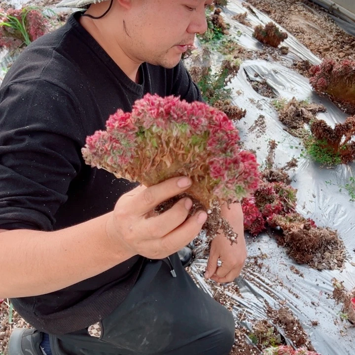 荔枝醉话量拍多肉法师