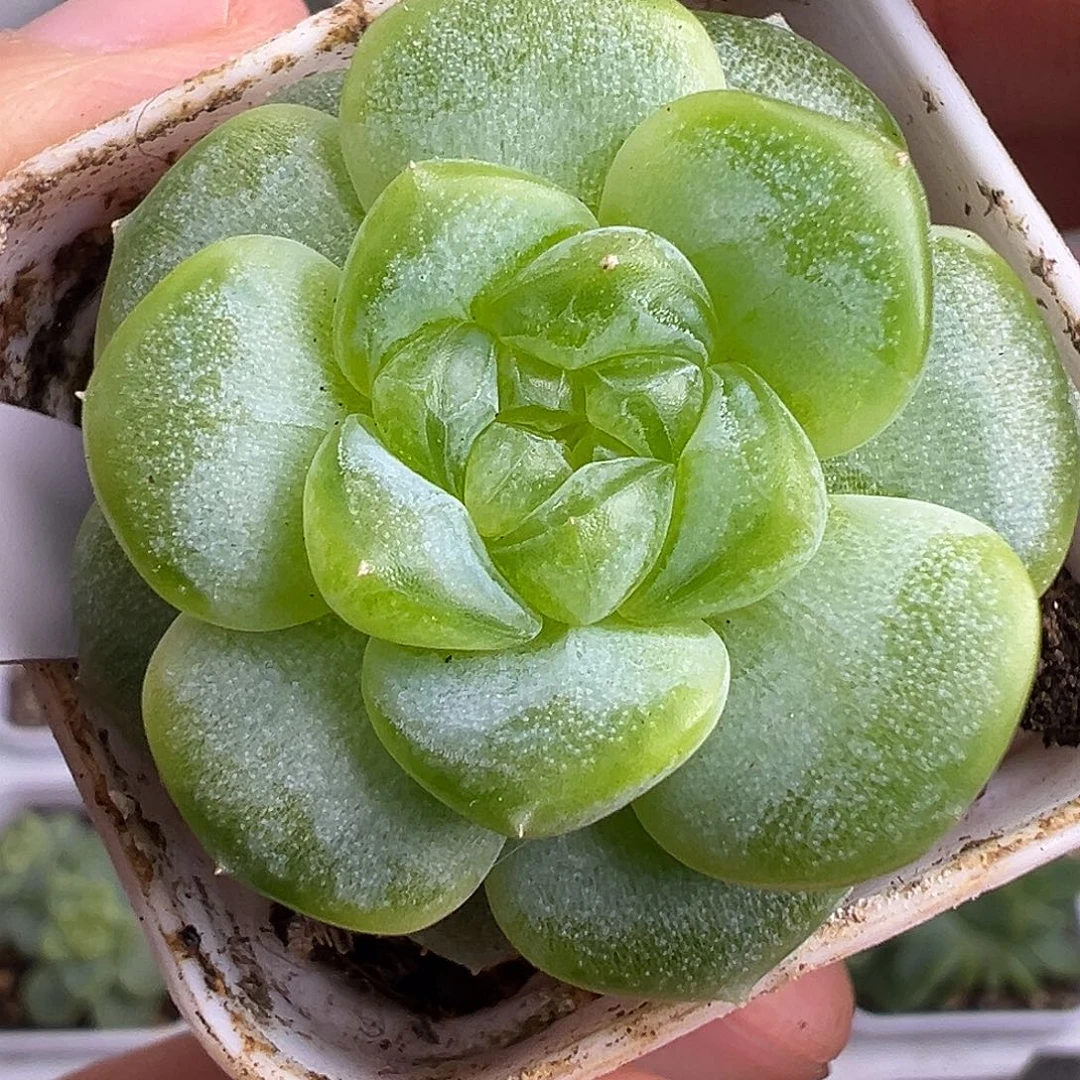 145甜心母本。