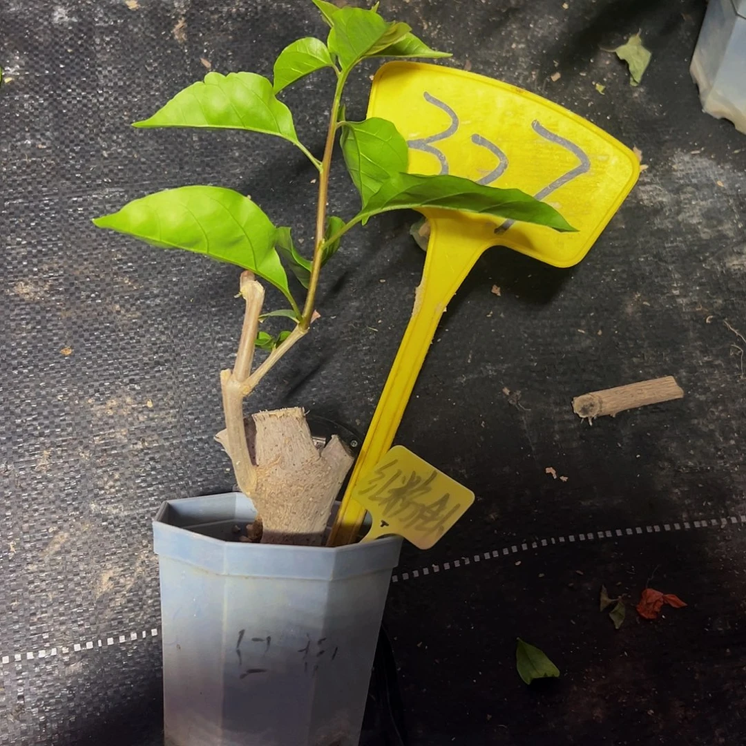 当前无花栽培后可以开花  红粉佳人 坨坨 大宝  327