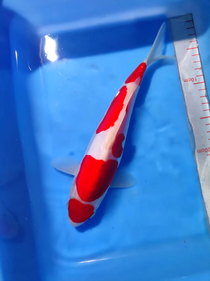 锦鲤观赏鱼不分公母