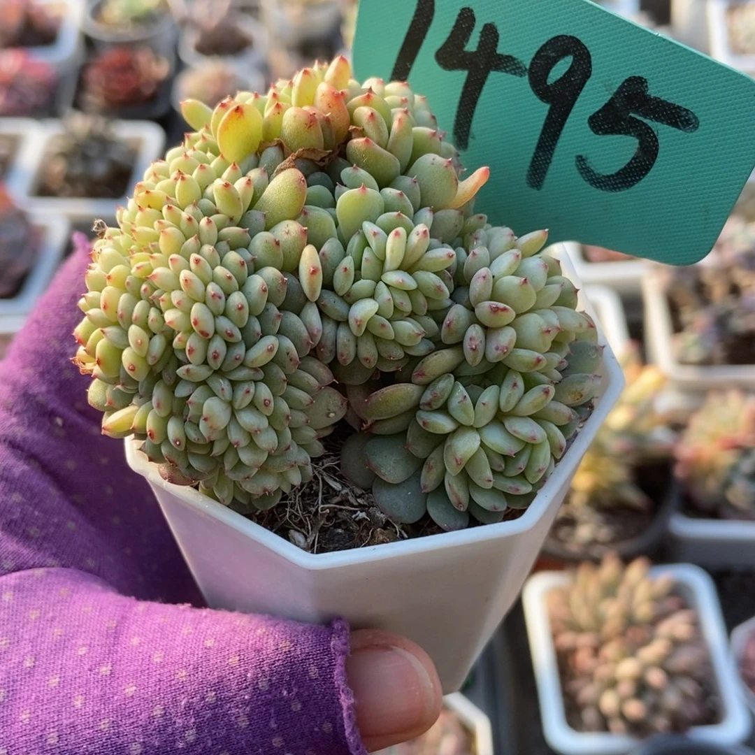 1495白胖子缀多肉植物