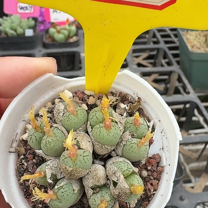 密密麻麻密密麻麻7090