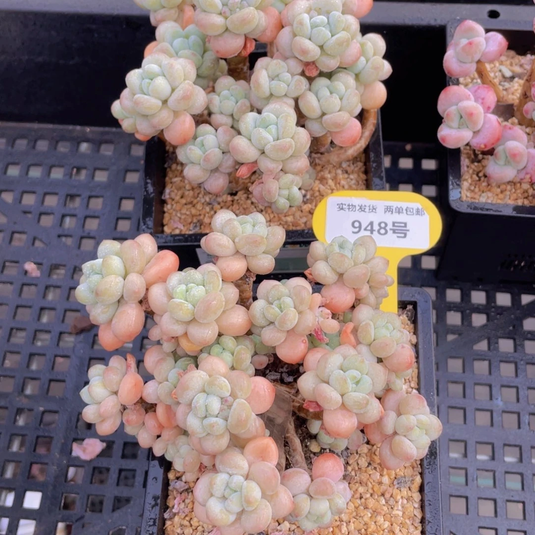 948号 母本老桩大洛可可群一个