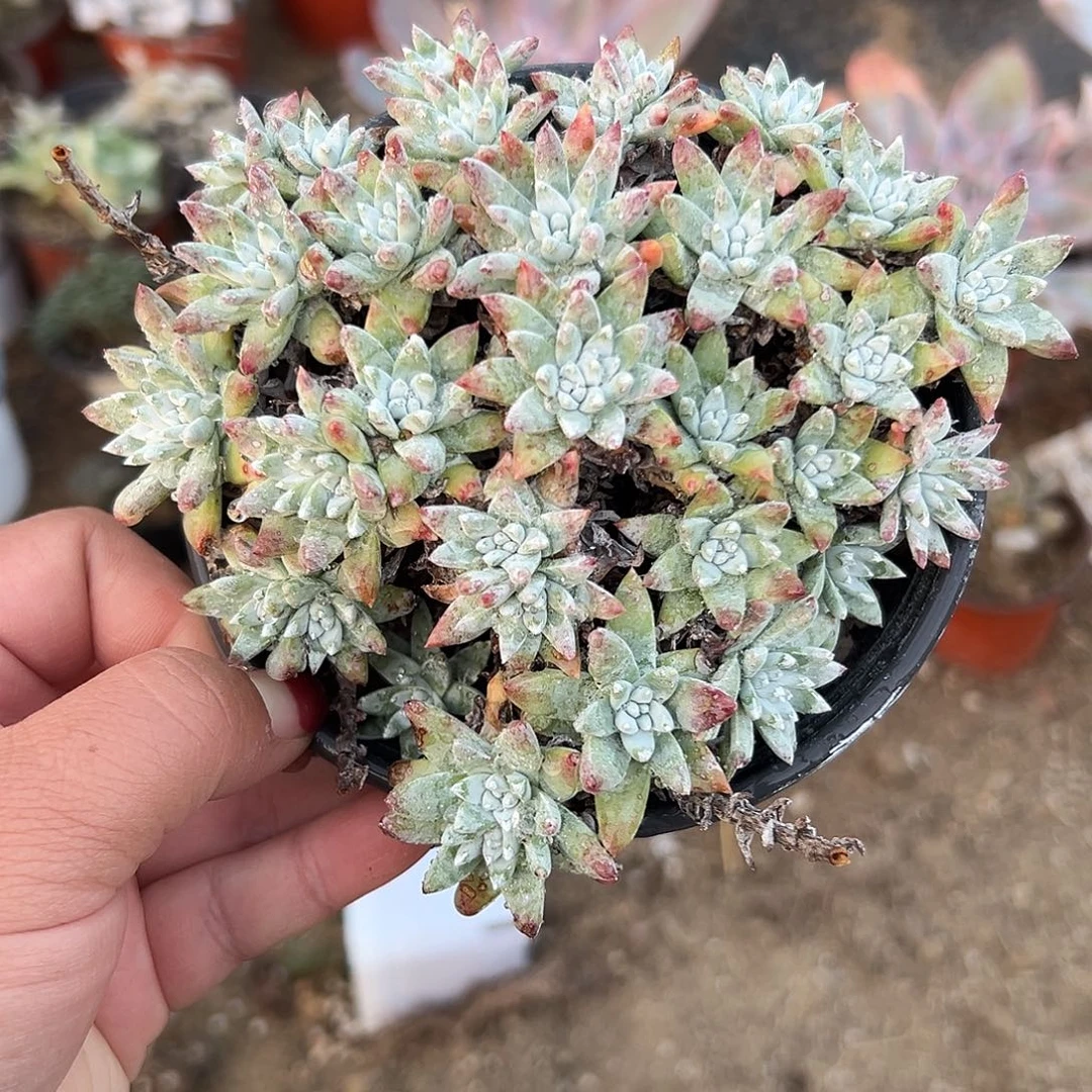 多肉植物白菊老庄