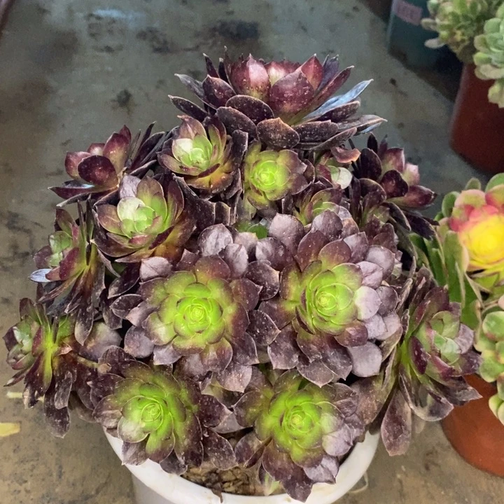 赤焰莲多肉植物48。