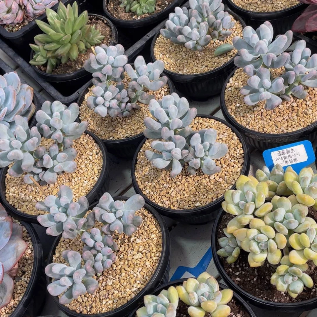 0915-27-韩版米可奶群福利一颗量拍