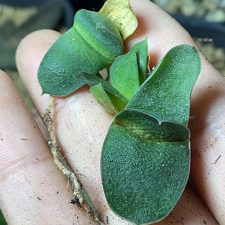 一***茶不带盆脱土裸根发货