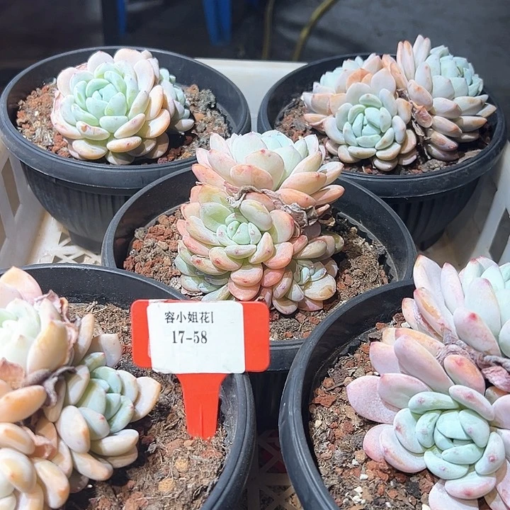 17.58冷香一个多肉