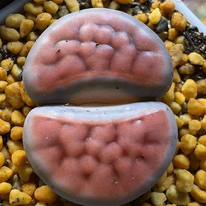 生石花1111122。   128