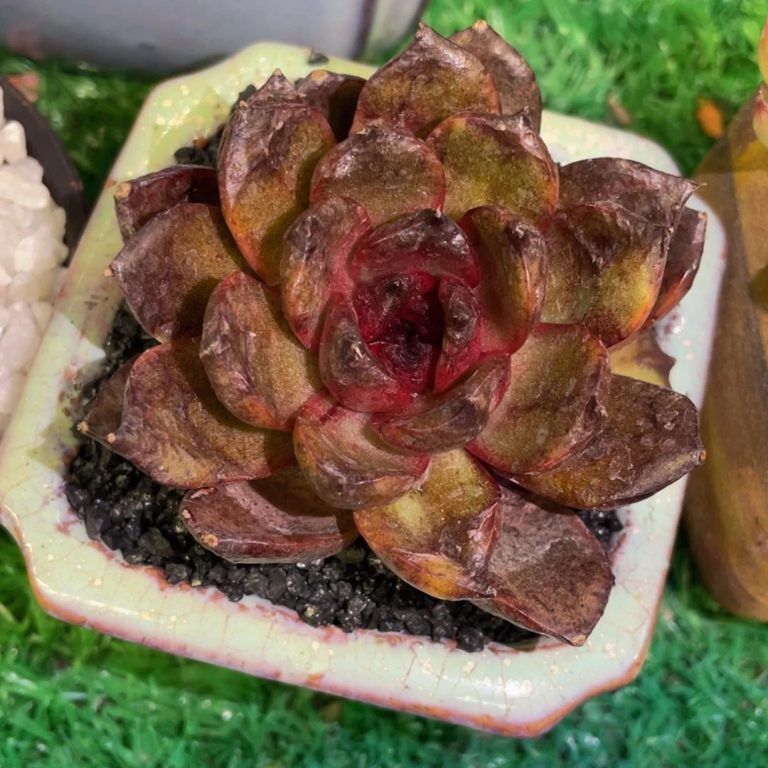 多肉植物盆栽多肉