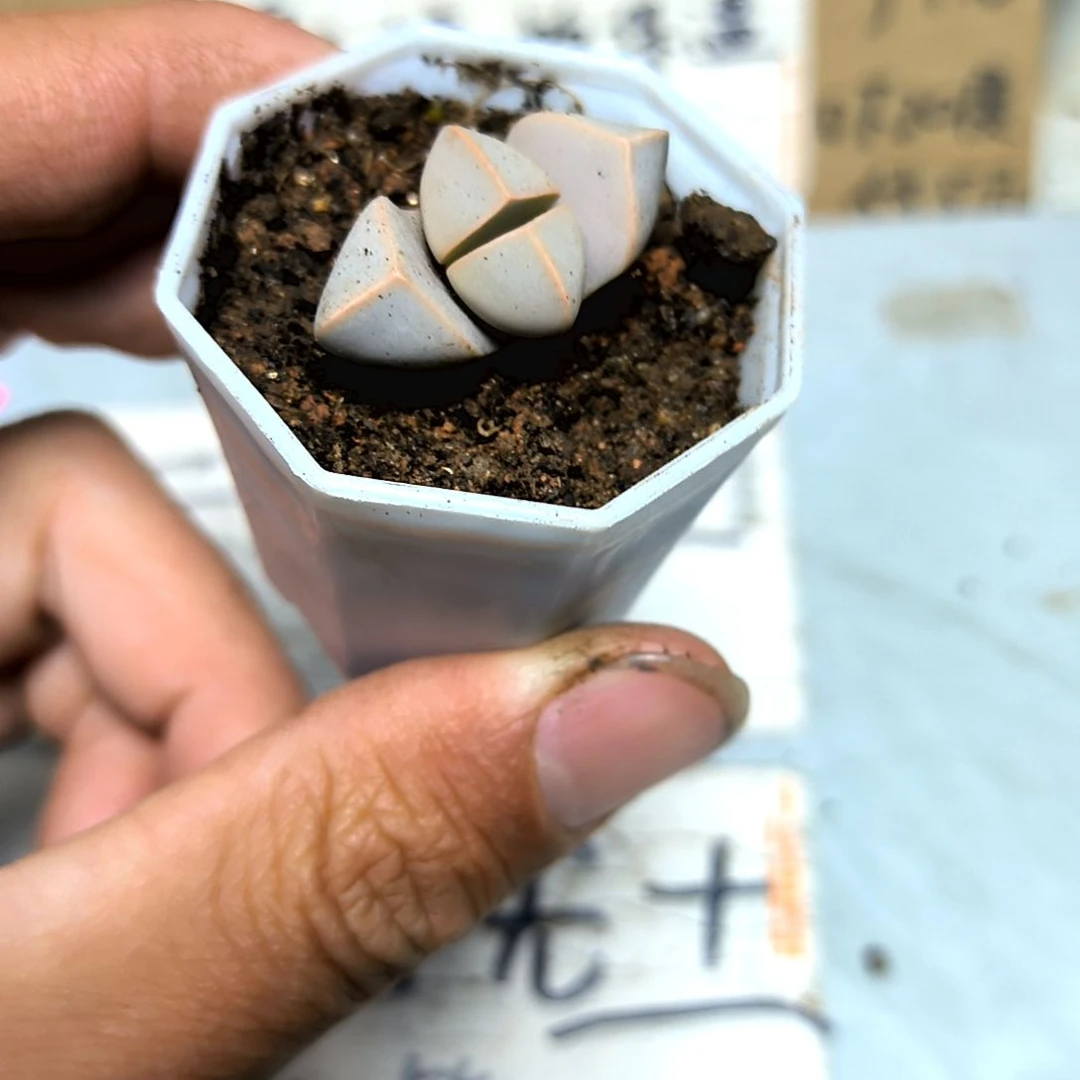 满6元包邮，魔域小苗