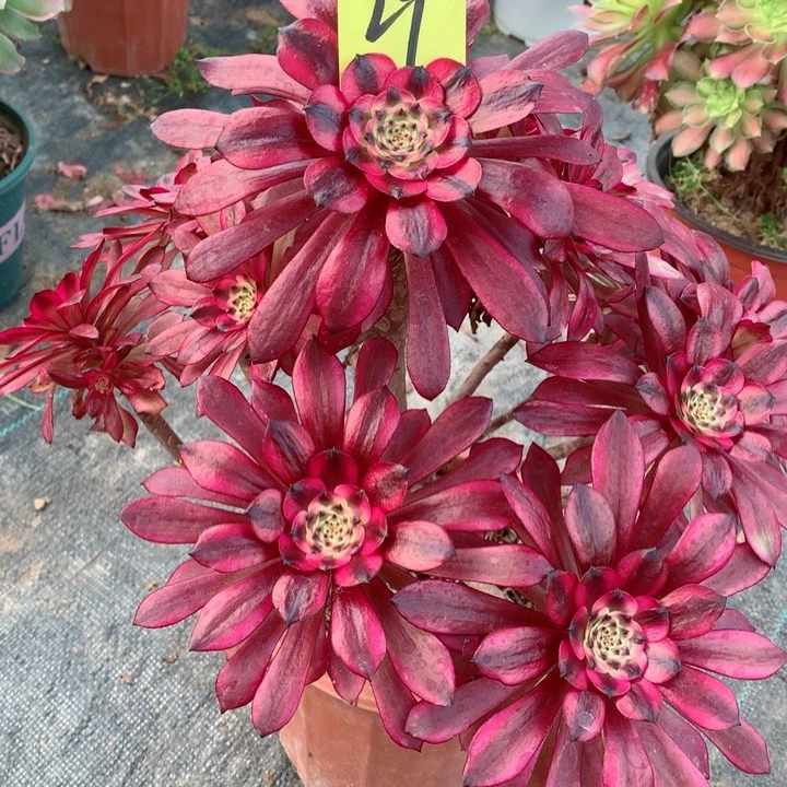 29美姬多肉111111