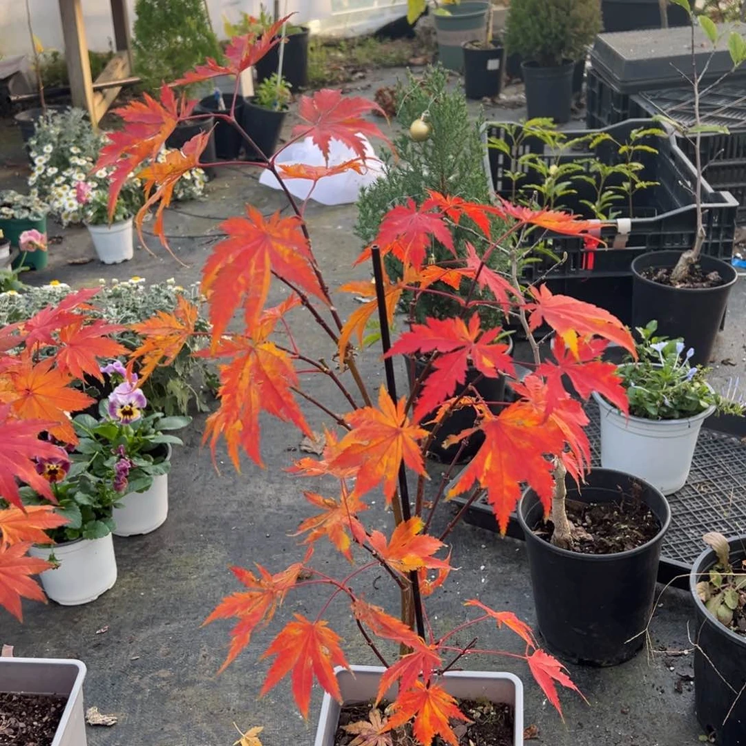 不开花植物03黄八丈