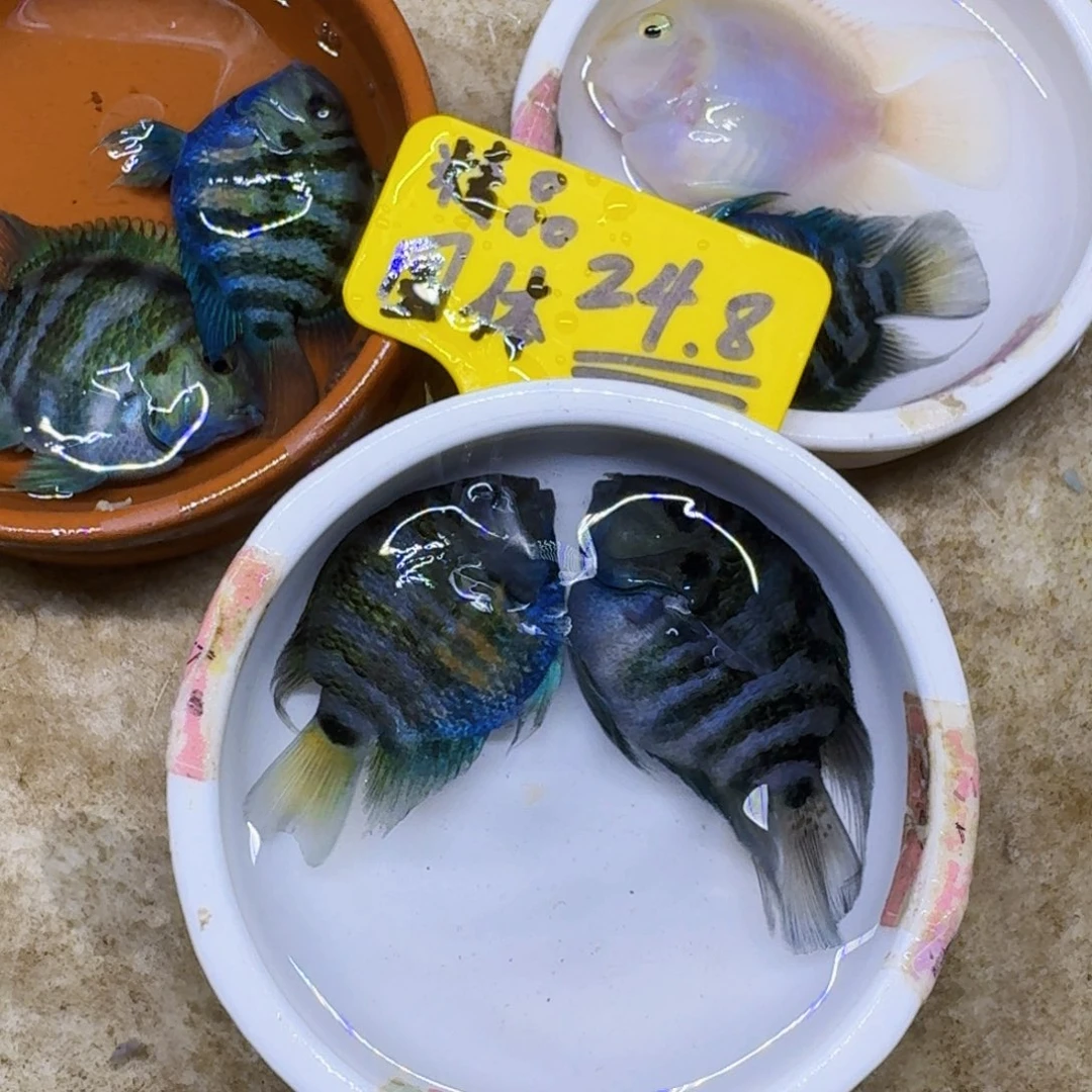 短鲷鱼迷你鹦鹉鱼精品一对