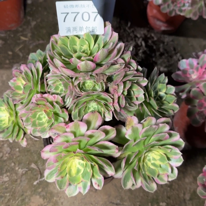 7707海王多肉植物