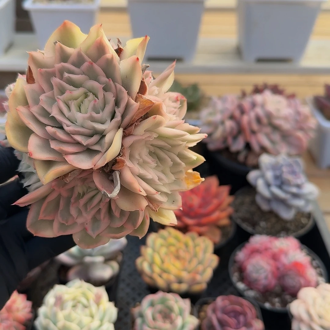 1214-55紫蝴蝶锦群生