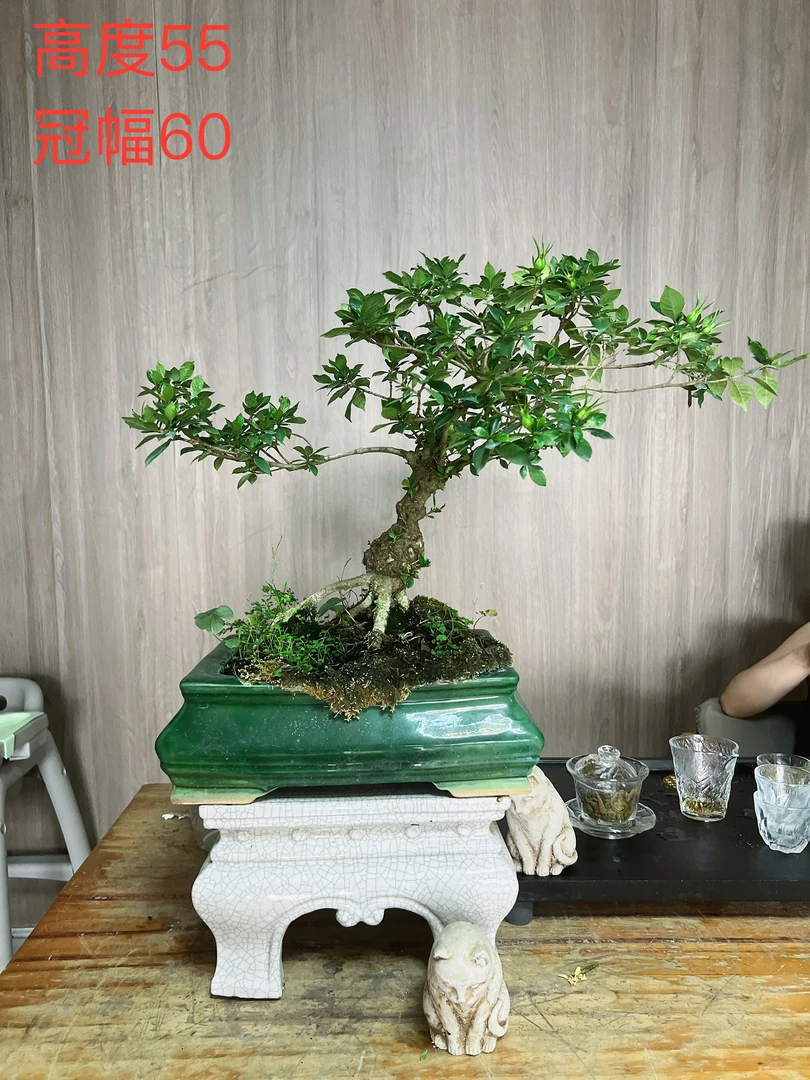 栀子花盆栽室内四季好养植物
