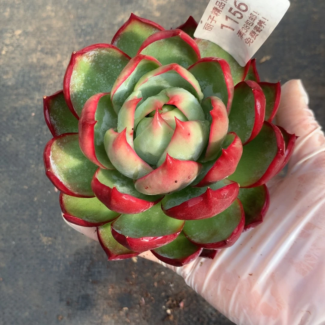 1156号多肉植物惊鸿12