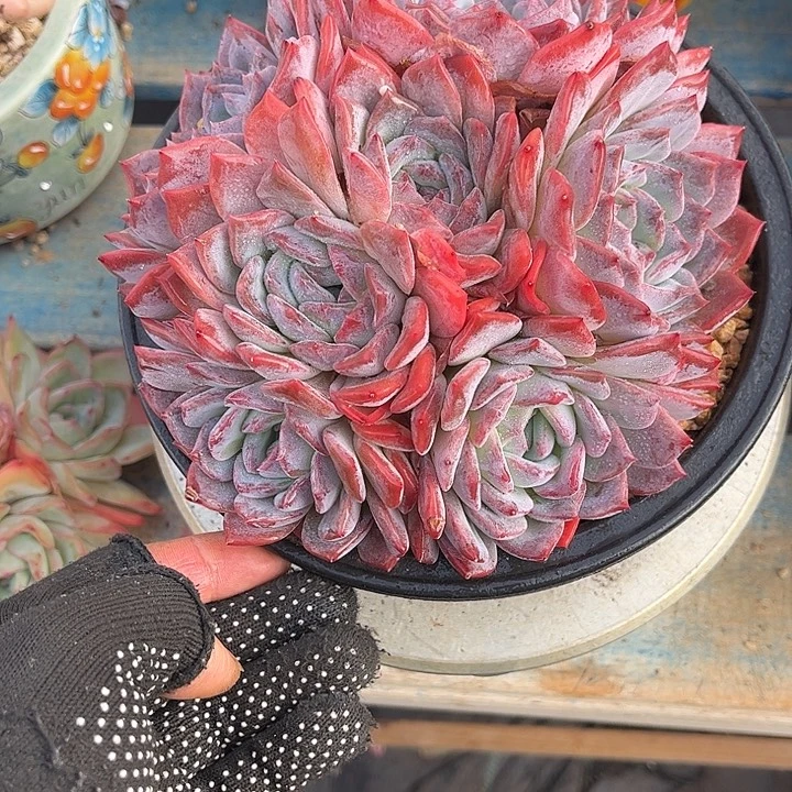 多肉植物一物一拍