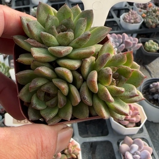 653水晶杂一物一拍多肉