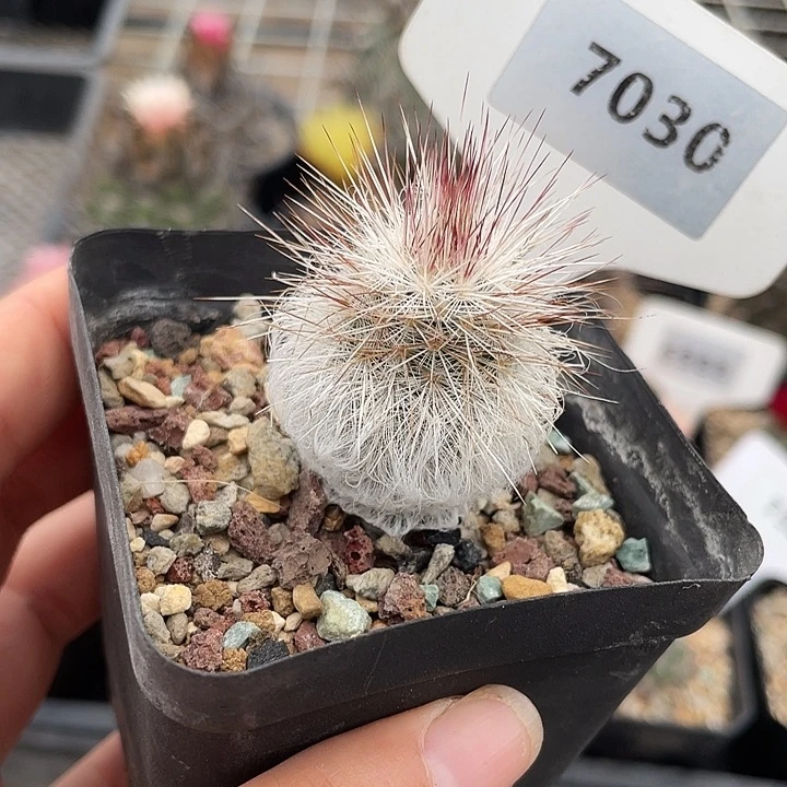7030白毛虾实生仙人球