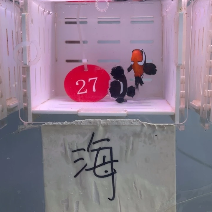 海水鱼精品奥黑礼服2条5-6