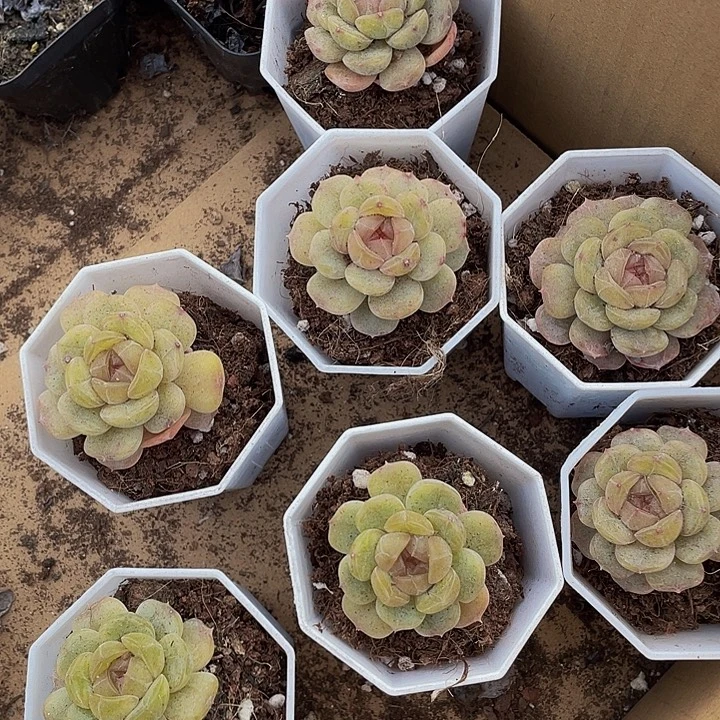 容景珍妮带盆土发