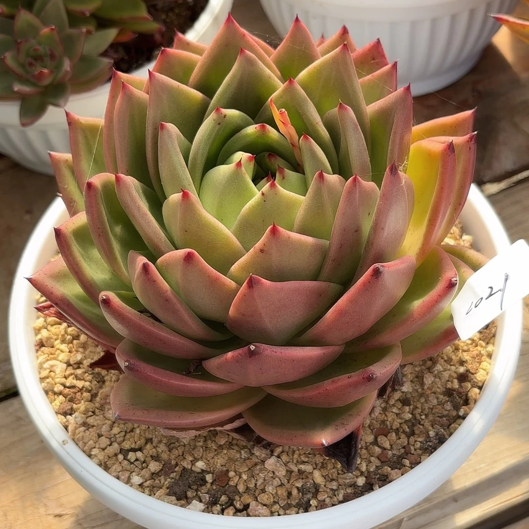 若如东云单拍1021