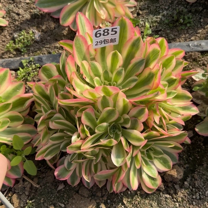 女巫……多肉植物……