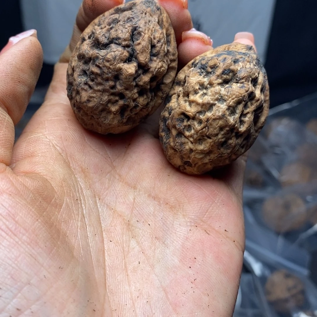 文玩核桃把件211号35mm