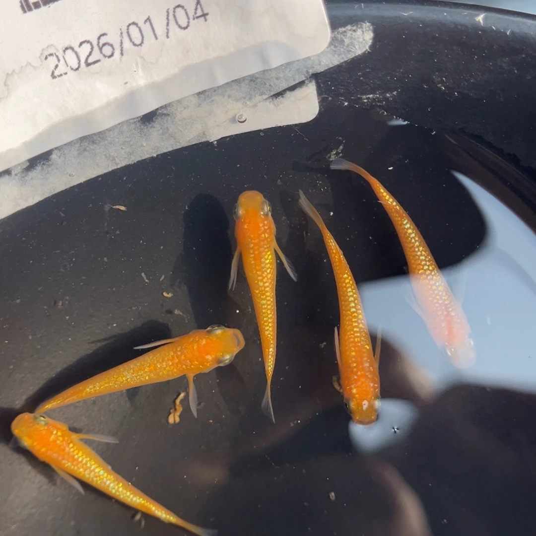 青鳉鱼236玫瑰宝石五尾