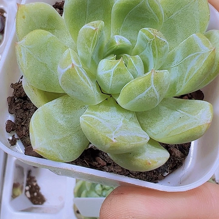 6.5厘米盆雪花珍妮19包邮