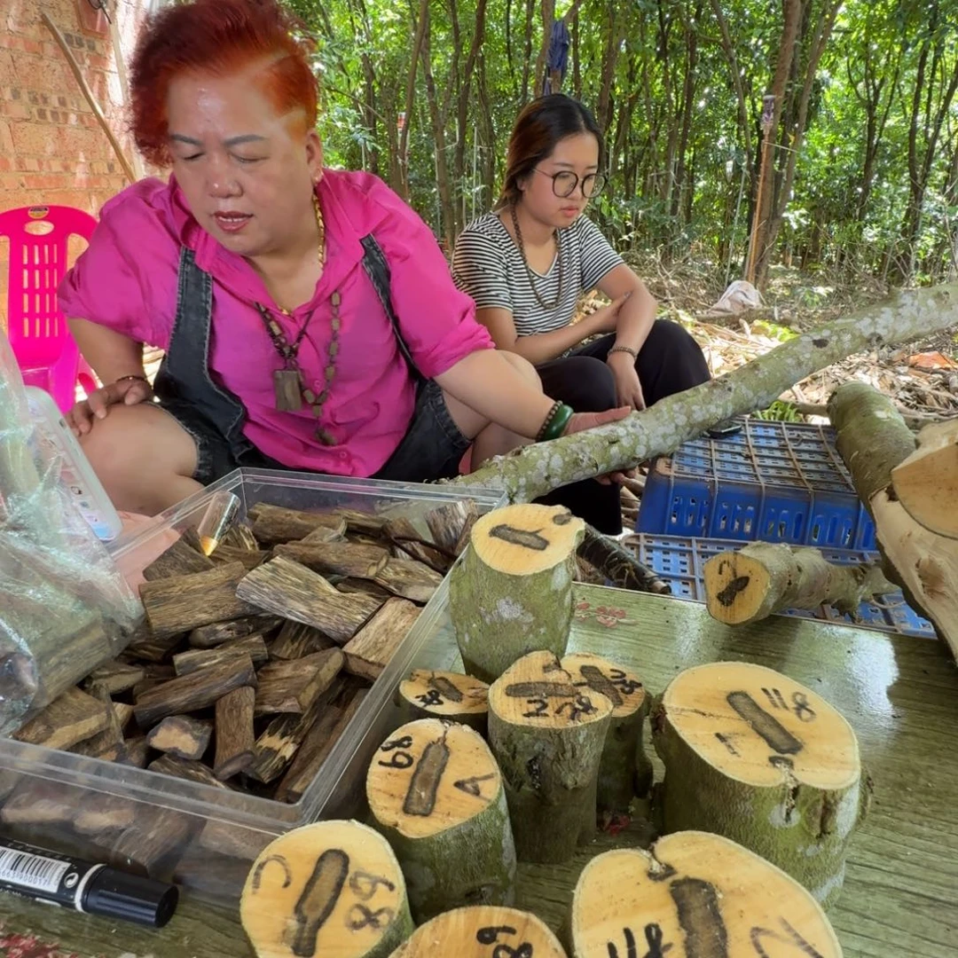 文***科线香奇楠沉香原木
