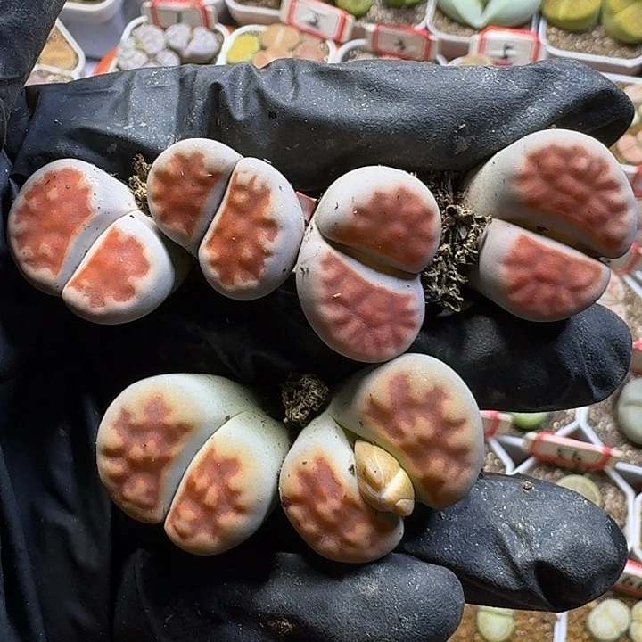 生石花111112。   178