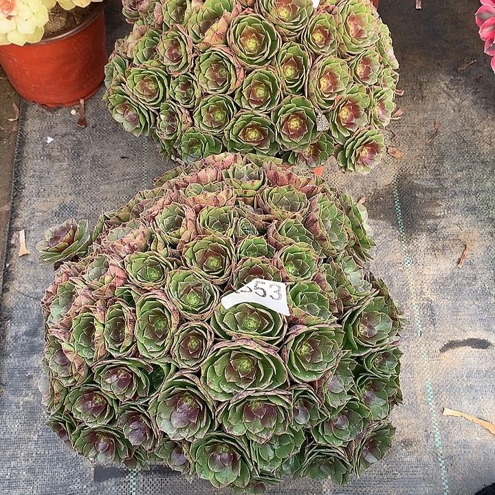 静****553.554.万拉丝多肉植物