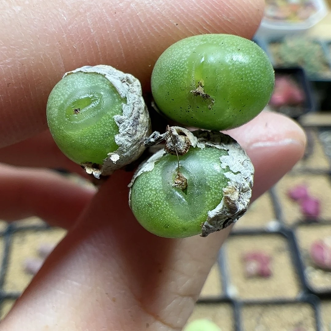 【闪购商品】219 腿长福利