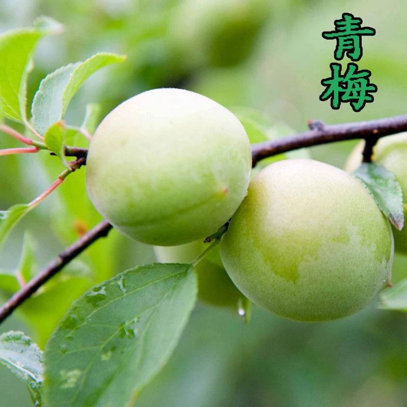 新品种青梅苗特大果树梅子苗青梅树树苗南北方种植庭院水果树果苗
