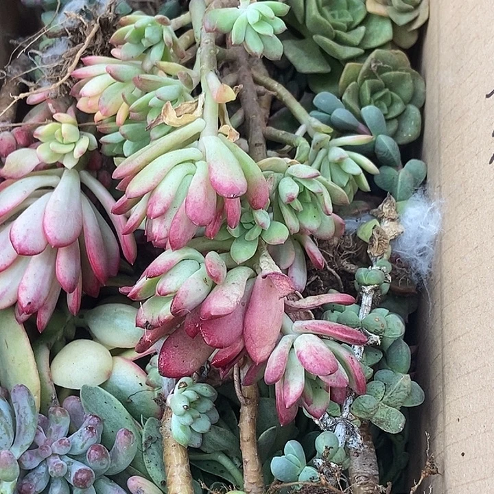 无花朵多肉植物多肉