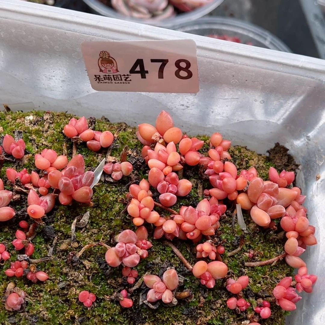 始****多肉植物多肉植物