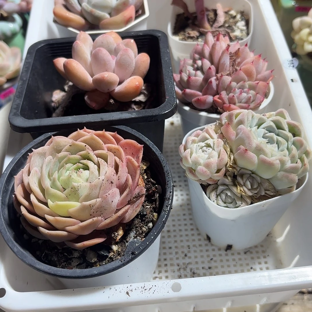 框拍一物一拍编号296