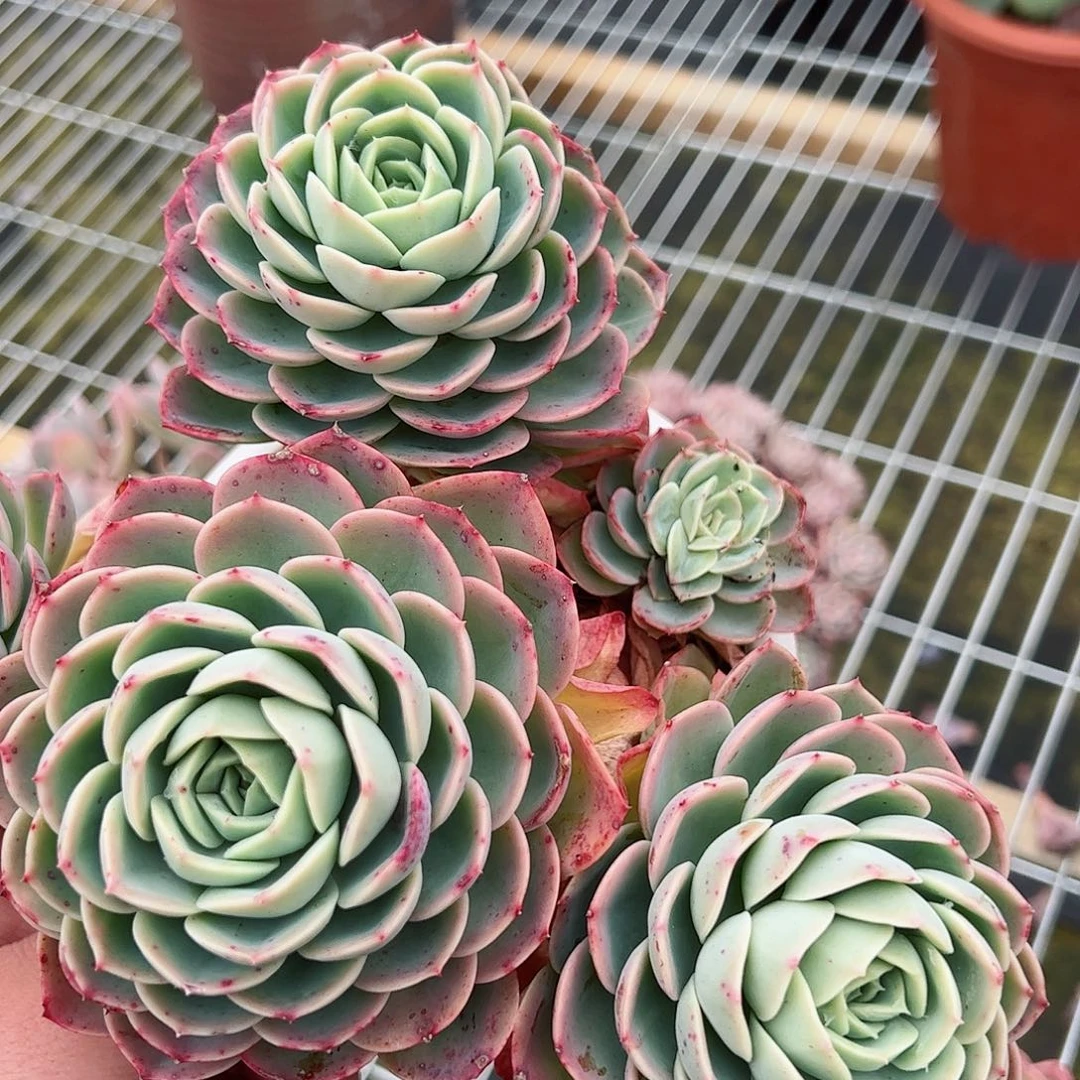 哈密瓜三头起发一盆