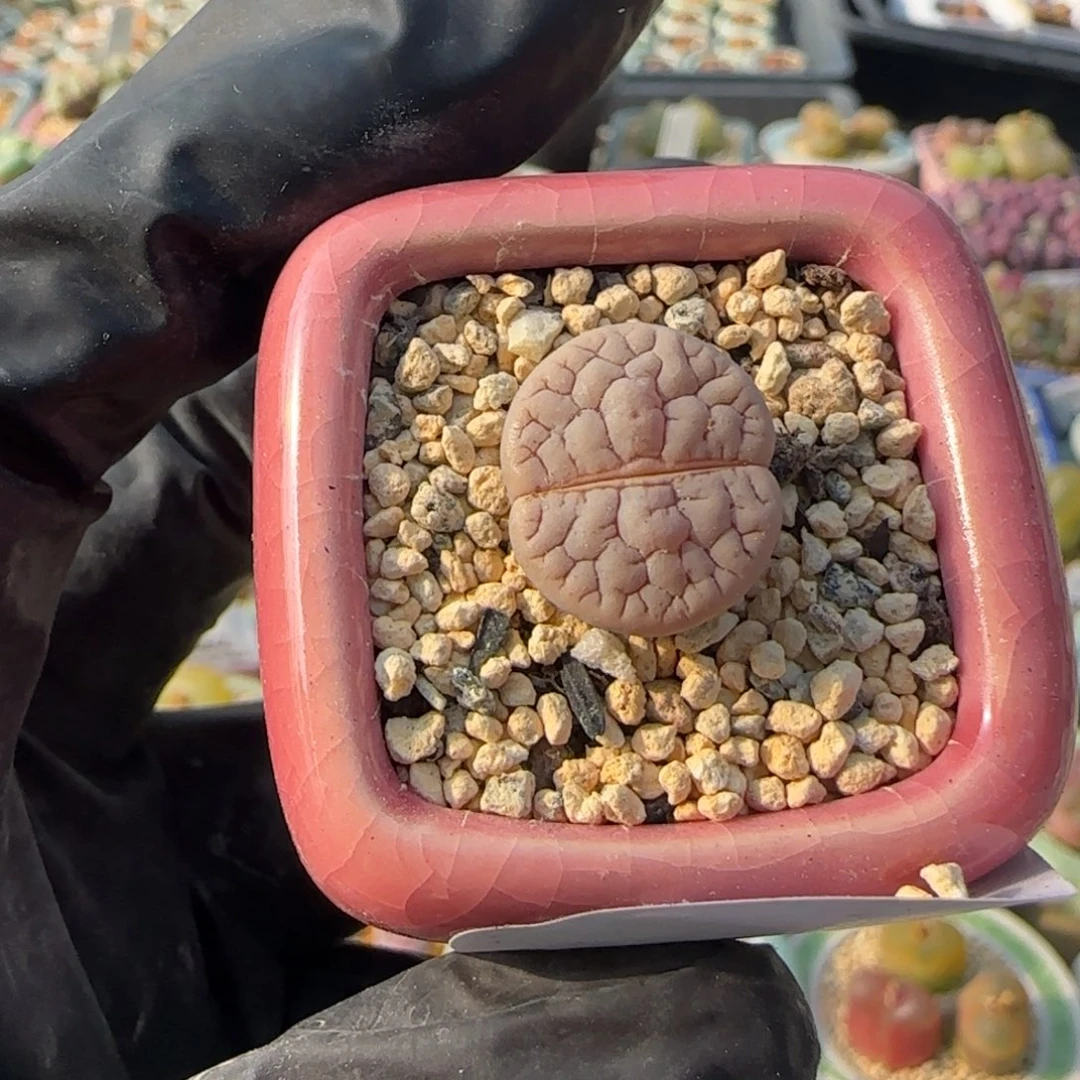 3909-一物一拍 带盆