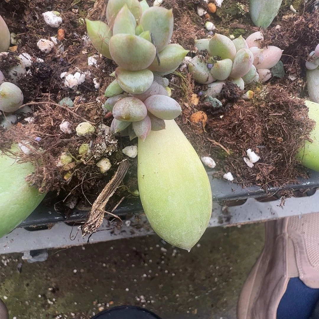 ****.多肉植物多肉植物