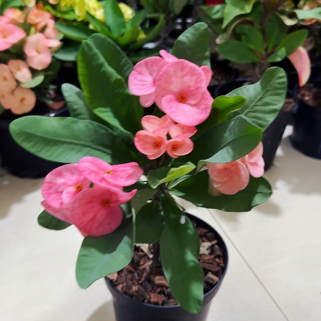 华***姐完全开放满月直播间一物一拍