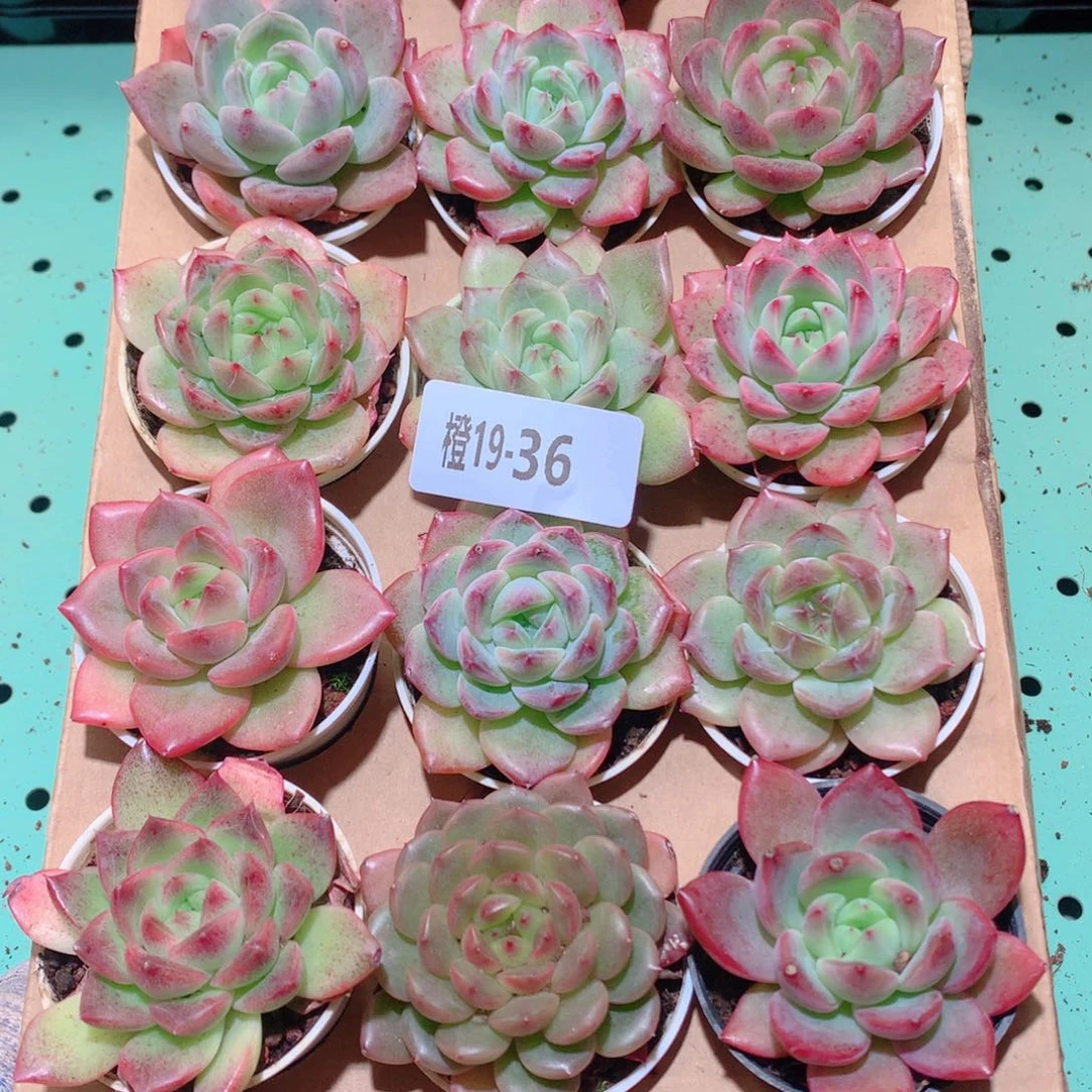 19-36一物一拍多肉带盆18颗
