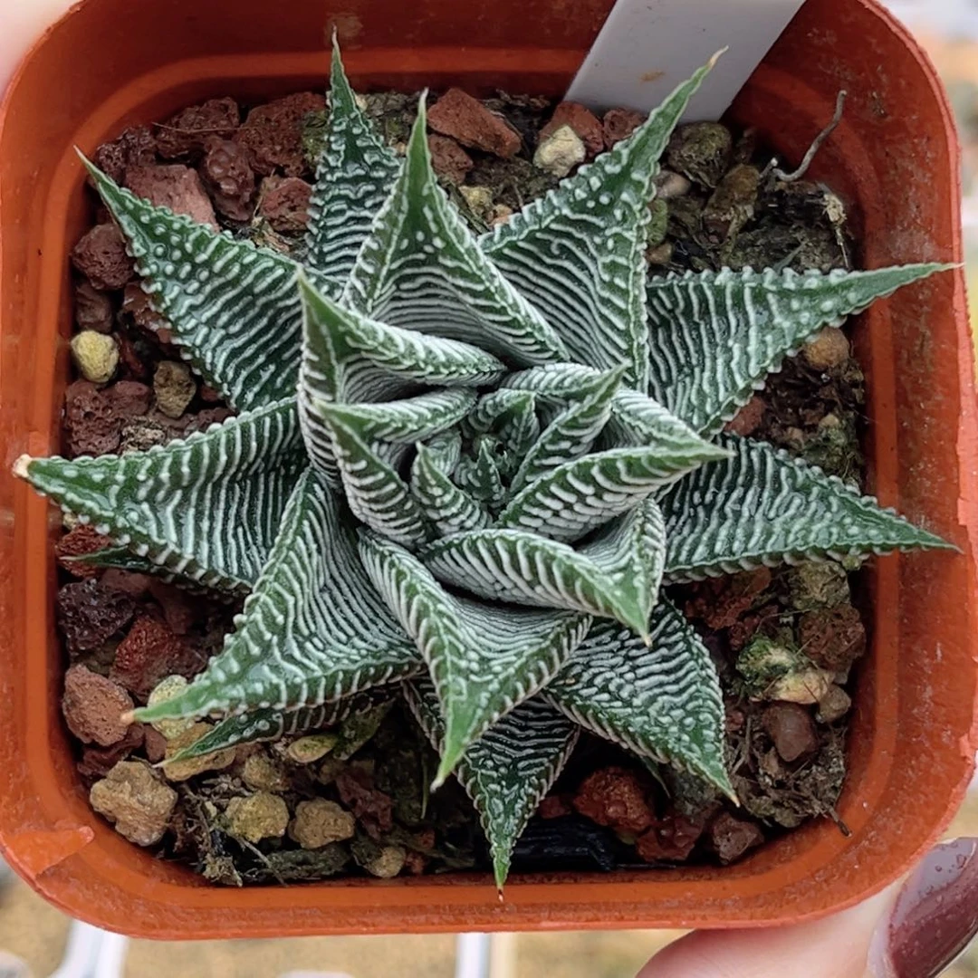 48硬叶斑马福利专场
